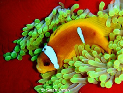 Anemone fish in its anemone. by Sinan Oztan 